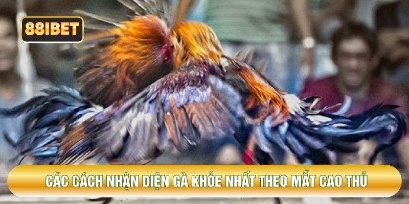Các cách nhận diện gà khỏe nhất theo mắt cao thủ