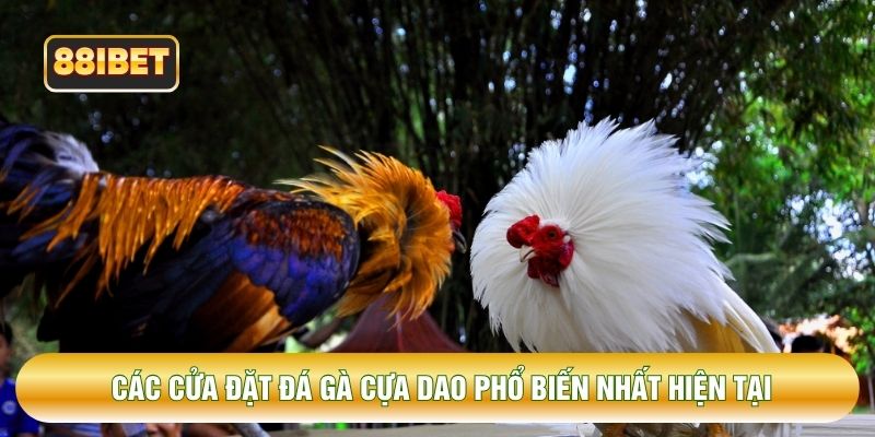 Các cửa đặt đá gà cựa dao phổ biến nhất hiện tại