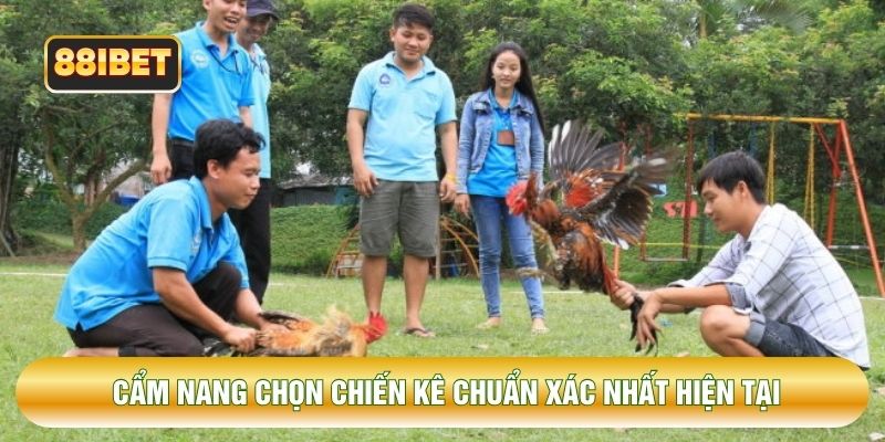 Cẩm nang chọn chiến kê chuẩn xác nhất hiện tại