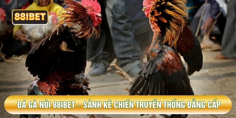 Đá Gà Nòi 88IBET – Sảnh Kê Chiến Truyền Thống Đẳng Cấp
