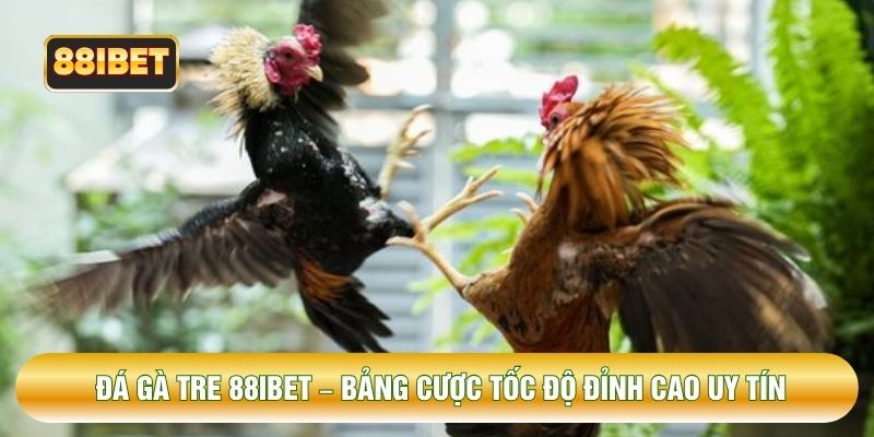 Đá Gà Tre 88IBET – Bảng Cược Tốc Độ Đỉnh Cao Uy Tín
