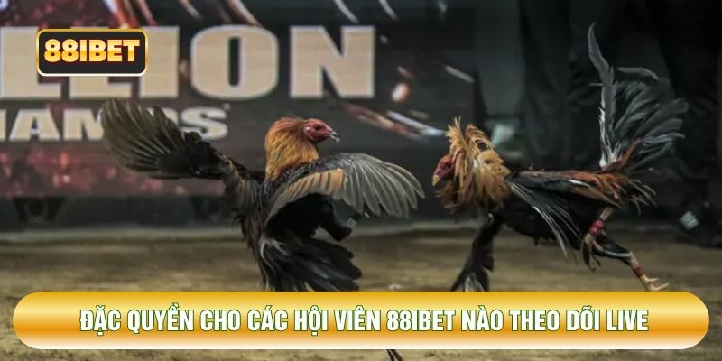 Đặc quyền cho các hội viên 88IBET nào theo dõi live