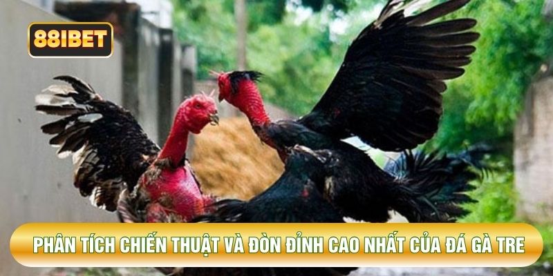 Phân tích chiến thuật và đòn đỉnh cao nhất của đá gà tre